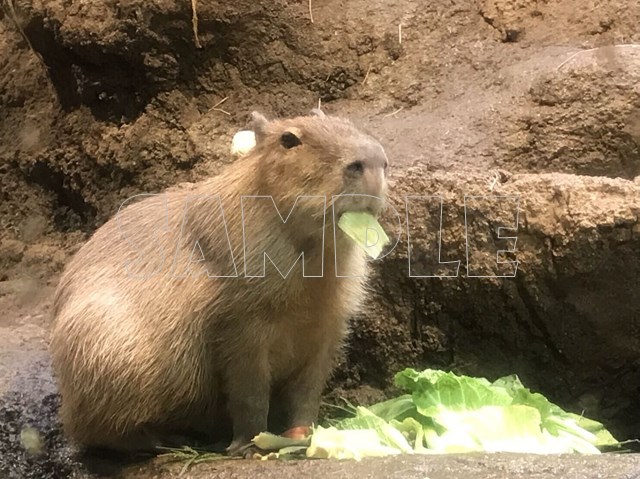 むさぼるカピパラ